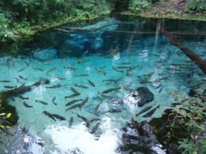 Enchanted Aquarium, Aquário Encantado