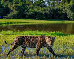 Discovering the Pantanal