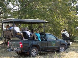 Safari in the Pantanal