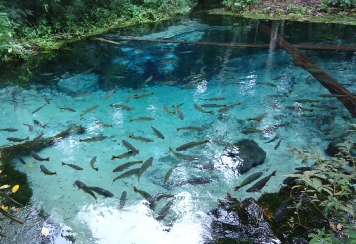 Enchanted Aquarium, Aquário Encantado