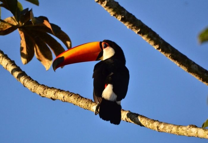 Discovering the Pantanal G3