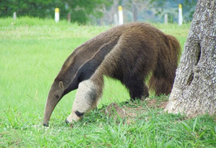 Discovering the Pantanal G4