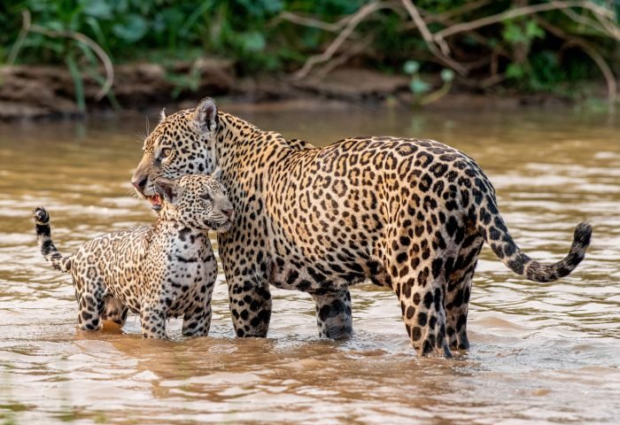 Pantanal de2